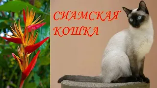 СИАМСКАЯ КОШКА🐈/Кошки/Животные/Интересные факты