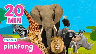 🦒Pinkfong Chansons d'Animaux | +Comptines | Pinkfong Baby Shark en français! Chansons pour Enfants