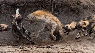 Hyena vs Wild Dogs fight to death