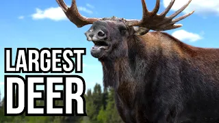 7 Of The Largest Deer Species In The World