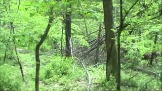 Investigating A Bigfoot Sighting at Salt Fork: Finding Bigfoot