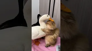 Laugh until my stomach hurts.The Cat and the Duck.(Click to watch the full version) #cute #funny