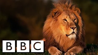 POWER ! Lions Documentary 2016 HD [Full Documentary 2016]