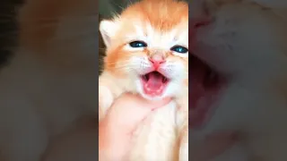 THE CUTE CAT 🥰🥰🥰😍#shorts #youtubeshorts  #subscribe