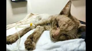 Miserable street cat has 11 diseases (Rescue cat before & after)