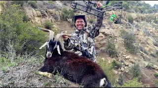Wild Goat Bowhunt--Crazy Long Shot!!! (ATAC Broadhead)
