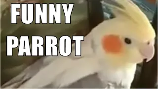 Забавный попугай корелла Аркаша / Funny parrot corella Arkasha