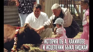 История об Александре Хакимове и чудесном исцелении быка Виджай