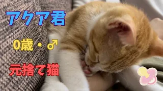 【子猫28日目】ただただ指しゃぶりをしているアクア君を撮りました笑