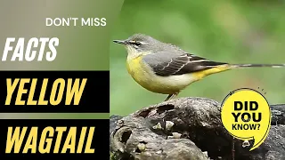 Yellow Wagtail facts