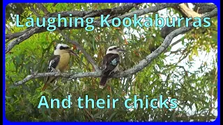 Kookaburras making a nest and nurturing their babies