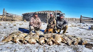 We Froze but the Coyote Hunting was Great - Wyoming Coyote Hunting