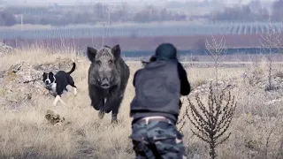 TOP 10  WILD BOAR HUNTING || Best Scenes ||SEASON: 2022 - PART 1