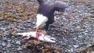 Wild Eagle eating salmon three (3) feet from eagle.