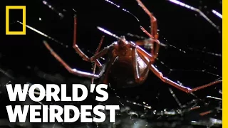 Deadly Mating | World's Weirdest