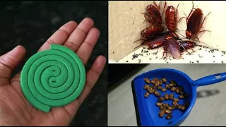 JUST 5 MINUTES || How To Kill Cockroach, Lizard, Within 5 minutes || Home Remedy ||MAGIC INGREDIENTS