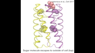 Simulations show how sugar is transported across the cell membrane