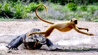 Epic Battle Between Komodo Dragon and Monkey Recorded On Camera - Wild Animal Fights