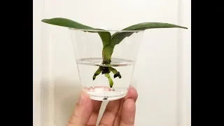 Orchid Rescue -  Full Water Culture & Semi Hydro