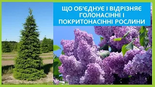 Що об'єднує і відрізняє голонасінні і покритонасінні рослини