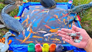 Fishing for colorful betta fish, catfish, ornamental fish, koi fish, goldfish, turtles, ducks.