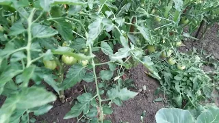 Суботній дощ⛈🌧🌧 і "ДИВО" помідори🍅🍅🍅