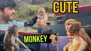 Monkey ke bche ke bchai jaan @AmitBhadana @TheSocialFactory