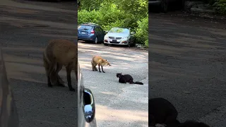 Fox vs cat full video