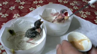 Hand Feeding Canary Baby