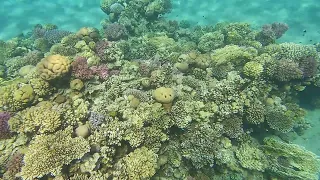 Makadi Bay, Red Sea, Coral Reef, Egypt, 4K ( GoPro 10 )