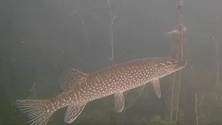 Ice Fishing Pike With Underwater Camera (First Ice)