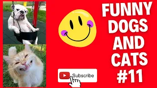 Funny Animal Videos 2022  Best Dogs And Cats Videos 😺😍 # 11