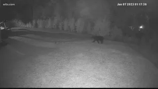Blythewood residents report bear sighting