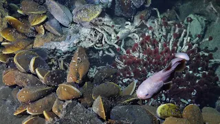 Hydrothermal Vents of the Western Galápagos | 4K ROV Highlights