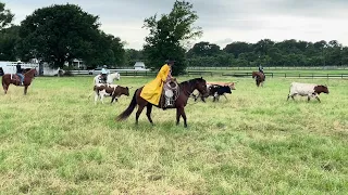 Martin working 4 cows around the rodea