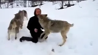 нападение волков