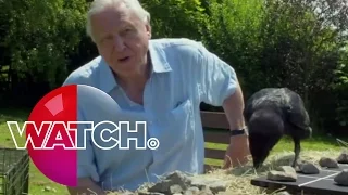 David Attenborough’s Natural Curiosities: Bran The Raven | Watch