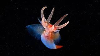 Sea angel - unusual tiny creatures of sea slug
