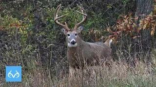 Massive 10 Point Iowa Buck | Tyler Rees | Monster Bucks Mondays