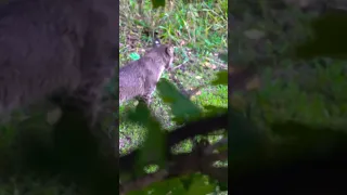 Michigan Bobcat #hunting #michigan #outdoors