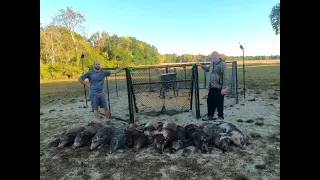 How to Get Hogs from Trap...and Sometimes Guns Jam...13 Hogs...8 Pregnant Sows...UNREAL!!