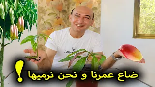 زراعة المانجا من البذرة بداخل الثمرة Growing Mango Seeds at Home