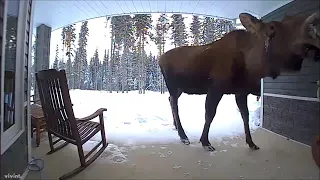 Moose at the door