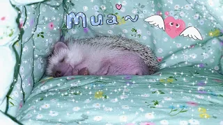 You Won't Believe the Strange Way Hedghogs Sleep!