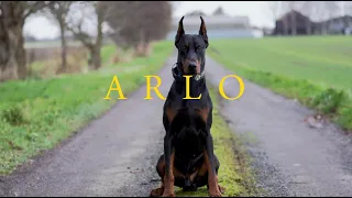 Arlo the Doberman  - Family protection Dog