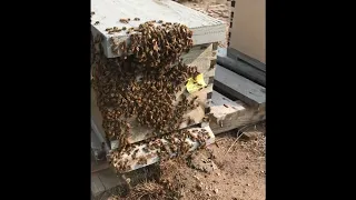 What Does Swarm Behavior Look Like in Honey Bee Colonies?