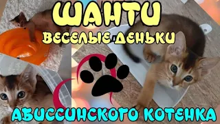 Абиссинский котенок. Шанти играет на балконе и сладко засыпает. Abyssinian kitten.