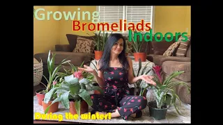 Growing Bromeliads Indoors - During the winter