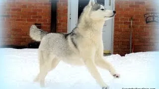 Huskies in SPRING SNOW!