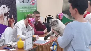 Международная выставка кошек Фрея,08-09.02.2020, Москва